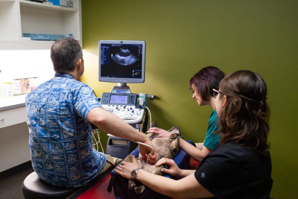 Internal Medicine Consultation for Pets
Ultrasound
Dr. Joshua Elliott