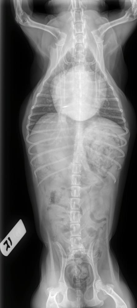 x-ray of dog with heart disease, cardiomegaly, cause of coughing in dogs